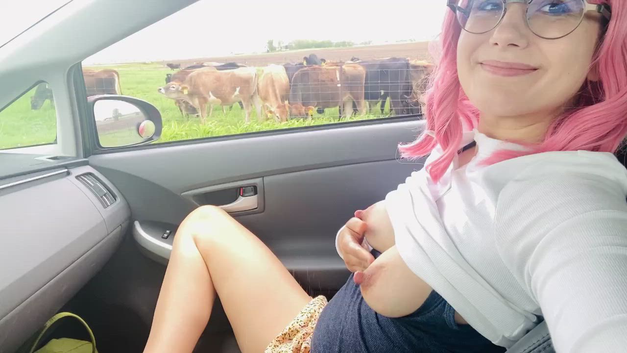 Milking myself in front of real cows