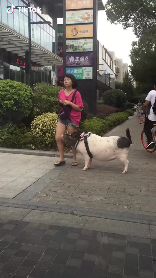 pet pig