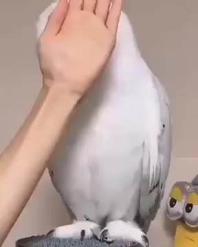 An Owl’s neck mobility