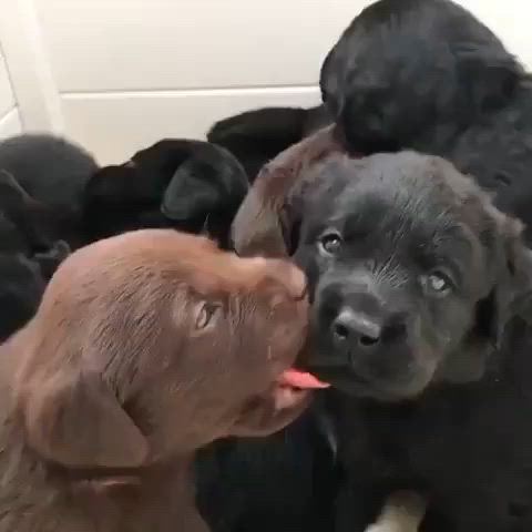 biting cute puppy gif