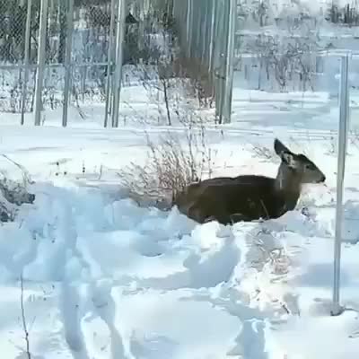 Lynx takes down a deer