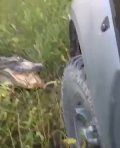 If I fuck with an alligator