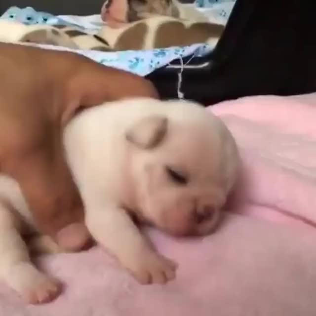 The cutest little yawn shake.