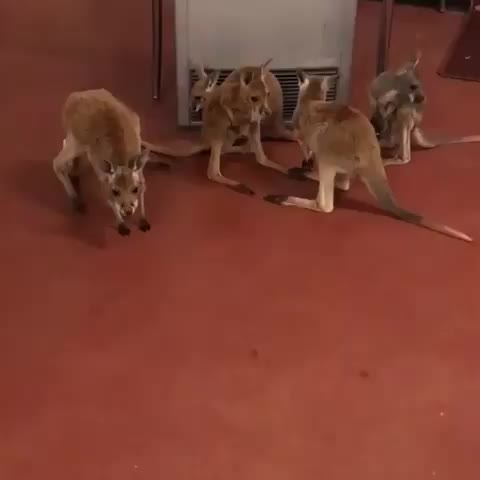 Scratchy lessons brought to you by Jazzy...in front of the heater of course ? Kangaroos