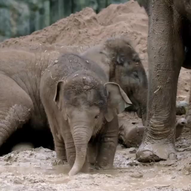 Muddy little elephants 