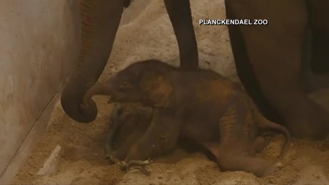 Zoo welcomes baby elephant on Christmas day