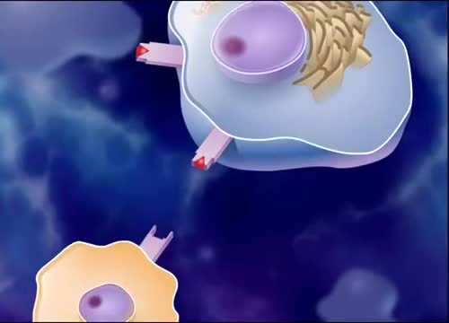 The Immune Response HD Animation