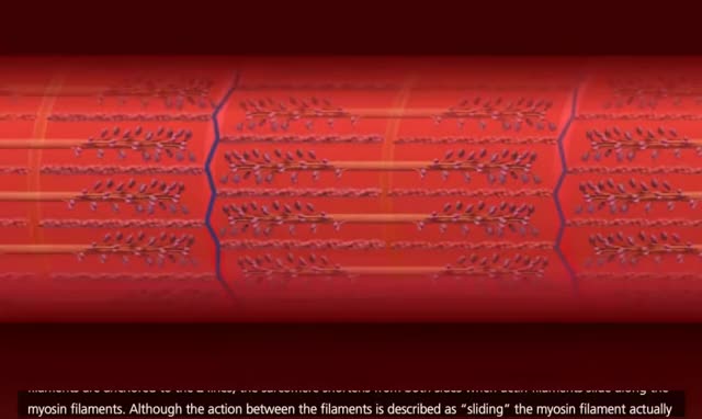 Muscle Contraction Process [HD Animation]