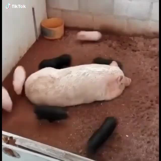 These piglets are so happy