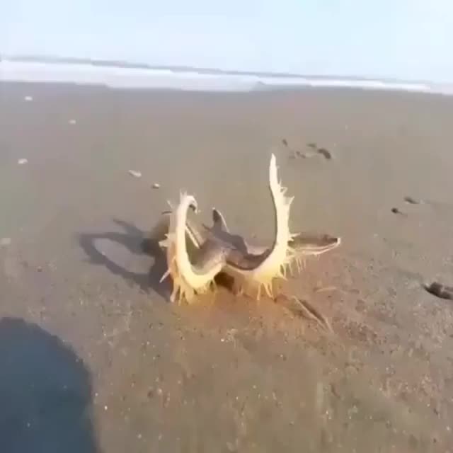 Walking Starfish