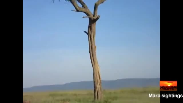 Lion cub crawls down a tree and reunites with its family