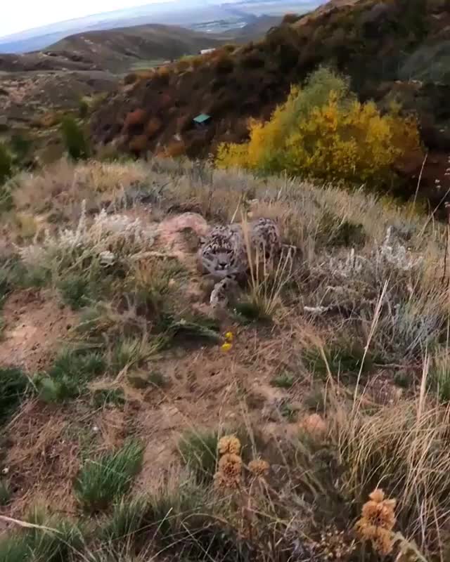 Snow Leopard examining a go pro