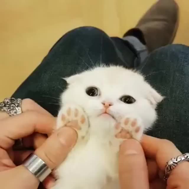 kitty cat