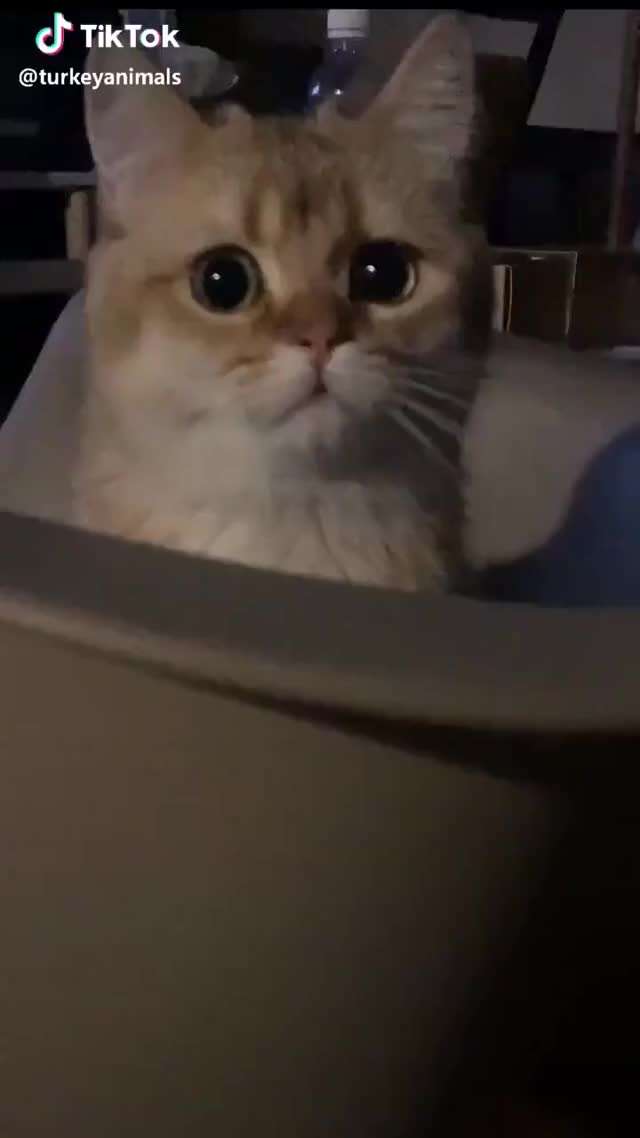 Cute Cat