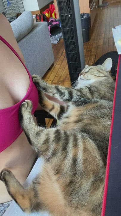 Snickerdoodle likes to lie on my desk and not let me get any work done