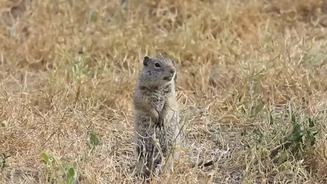 Ground Clear Weed And Grass Killer Ad - Chipmunk2