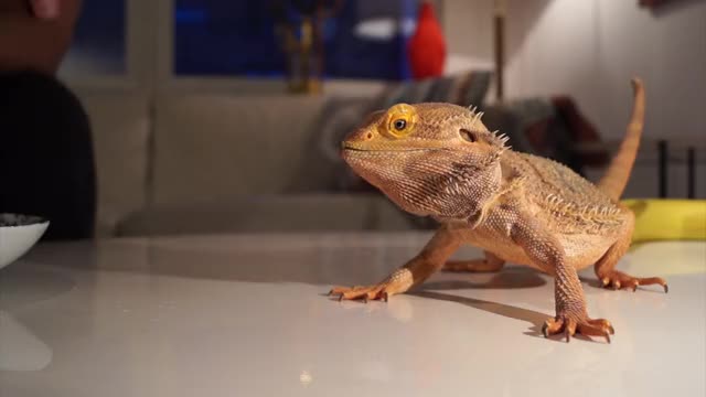 Bearded Dragon eating blueberries