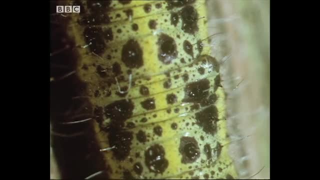 Parasitic wasps emerging out of a caterpillar