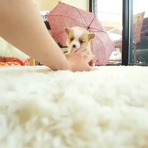 Cute little corgi pup