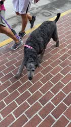 Flashing on the streets of Key West with a friend (NSFW)