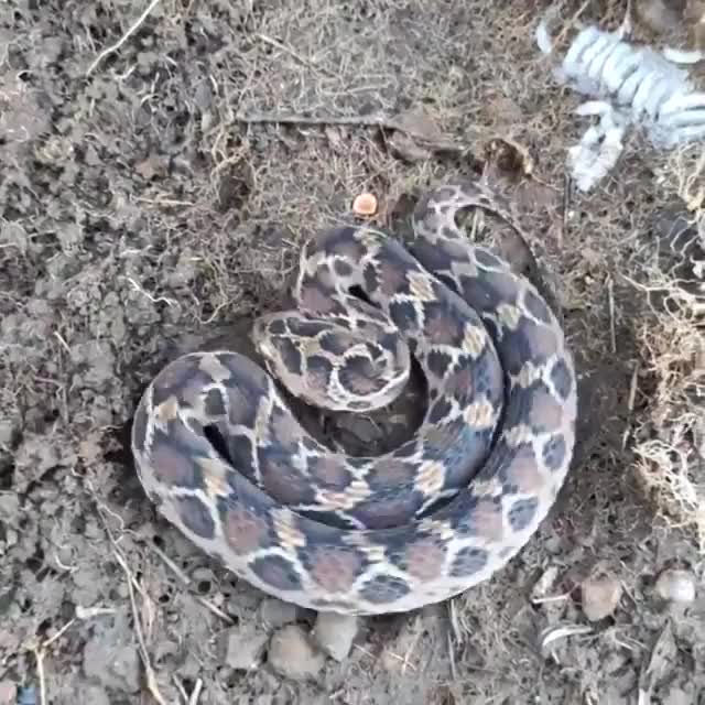 A saw scaled viper in defense mode