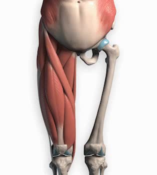 adductor