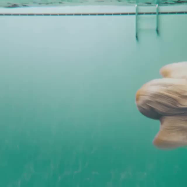 An Afghan Hound underwater