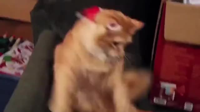 sIcK Fuck PuTS toRTuRE DevICe oN caT