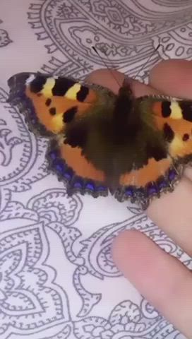 Butterfly Cute Petite gif