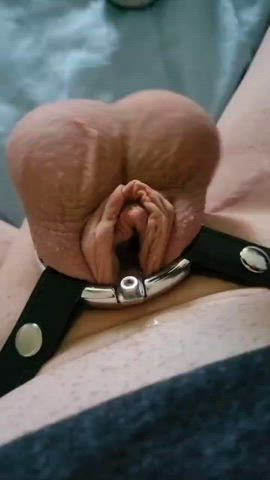 ballbusting caged chastity sissy vibrator gif