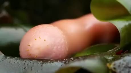 Priapulida aka 'The Penis Worm'