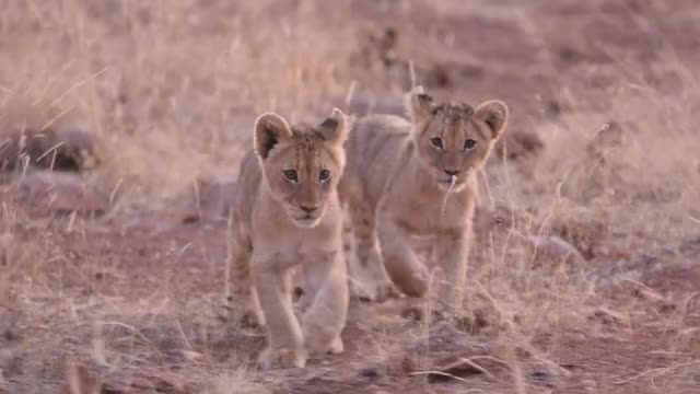 Cute lion cubs