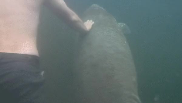 Manatee