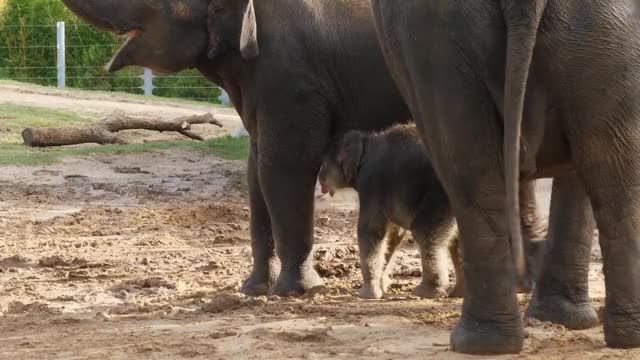 Elephant Baby Joy Makes Public Debut