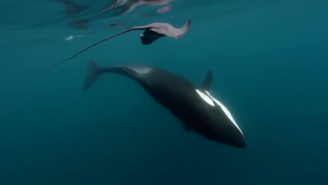Killer Whale Hits Stingray Hard With Its Tail