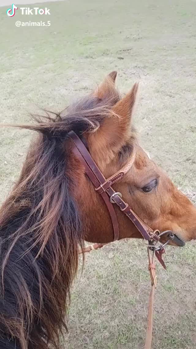 When we were looking the music was on beat!!? I love going on trail rides w/ her!?