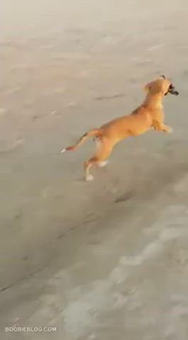 Beach Nudity r/NSFWFunny gif