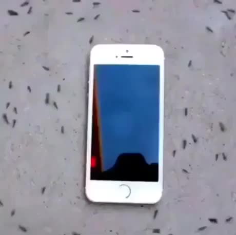 Ants react to a phone receiving a call