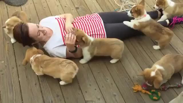 Puppy attack