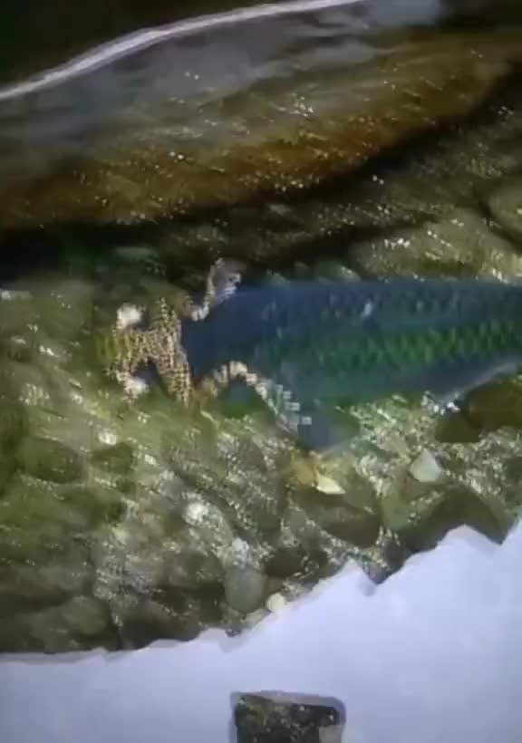 Frog riding a fish