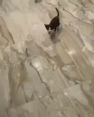Cute Kitty Wholesome gif