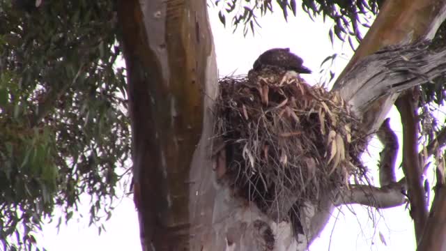 young red-tailed hawk eats lunch