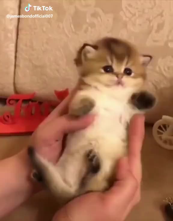  #cute #kitty #pet #adorable #tiktok #cat #cutekitty