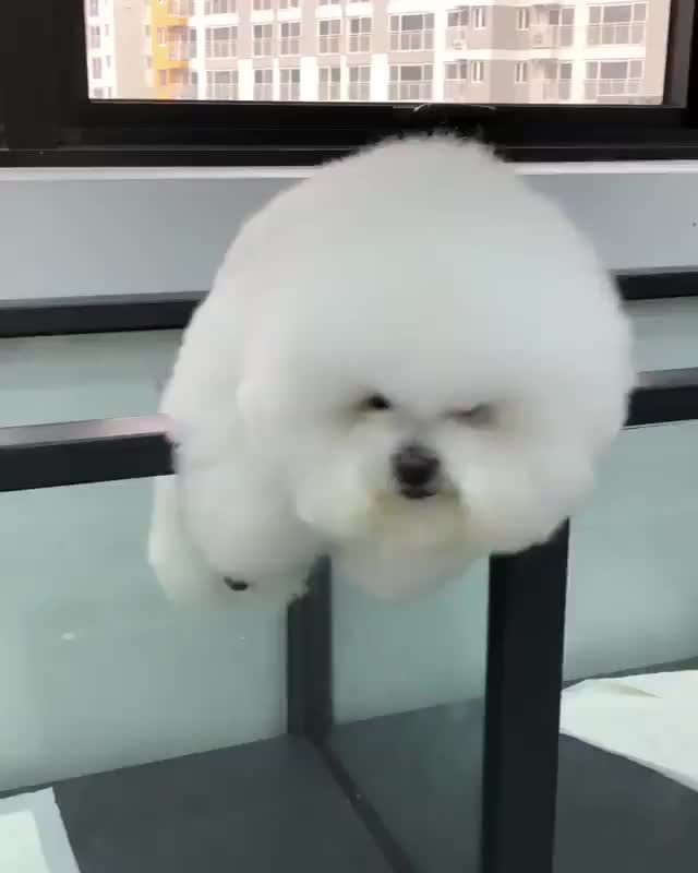 Fluffy boye got stuck