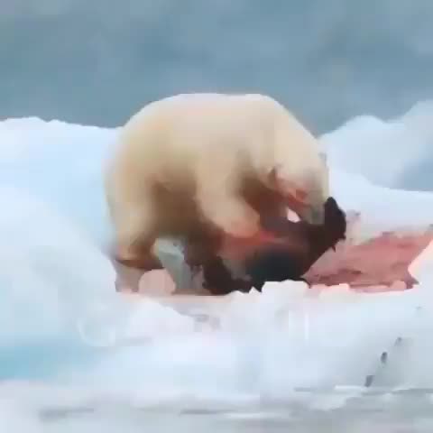 북극곰 식사중