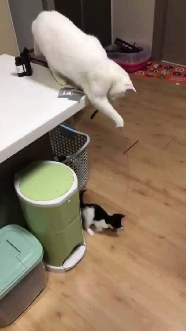 Cat playing with kitten