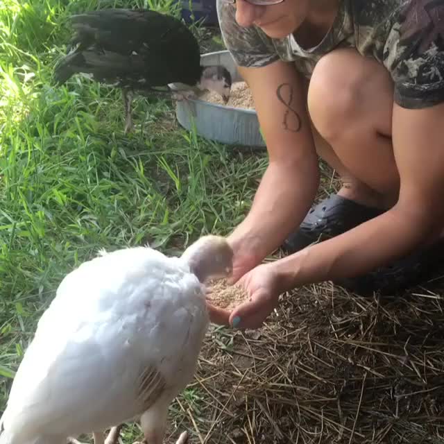 Young turkeys donated to Freedom Farm Animal Sanctuary by turkey farmer.