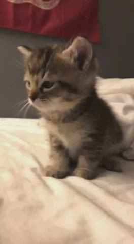 upvote if u would like to cuddle with this cat