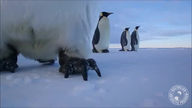 Penguin selfie offers bird’s eye view