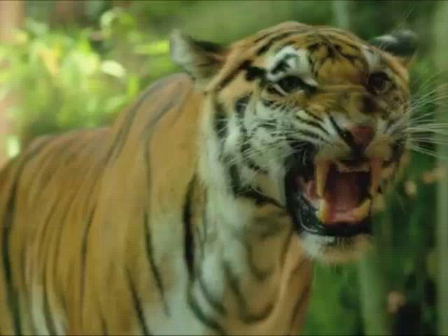 Tigerr Benson GIF by jondoe72